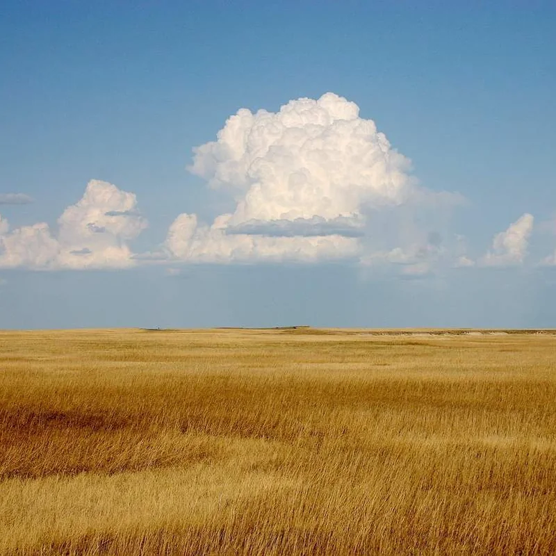 A cloud gathering above a golden field